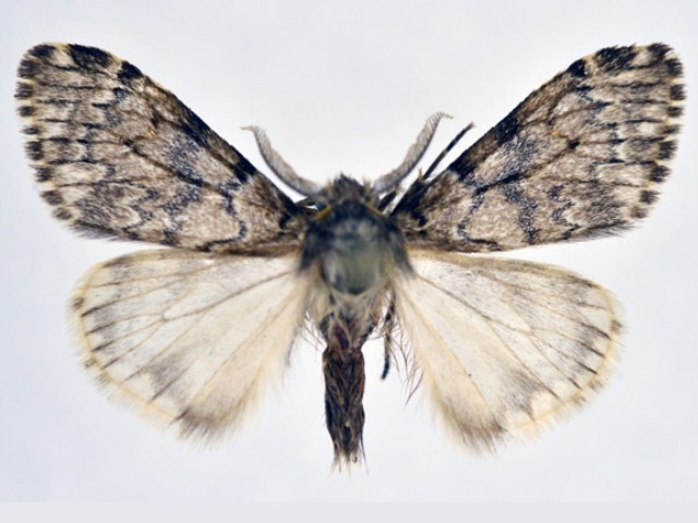 Rhypopteryx inconspicua